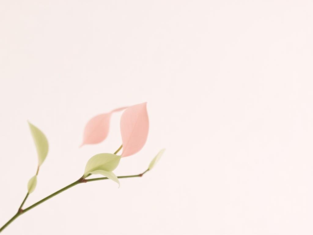 Ambiente y Fragancias